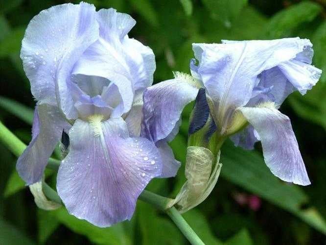 Sample of Bearded iris