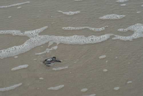 Sample of Loggerhead
