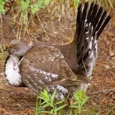 Sample of Blue grouse