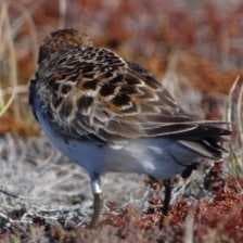 Sample of Spoon biled sandpiper