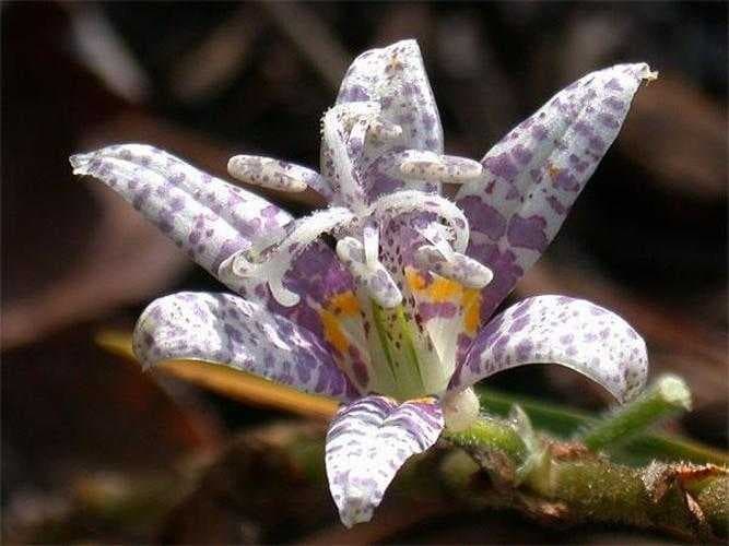 Sample of Toad lily