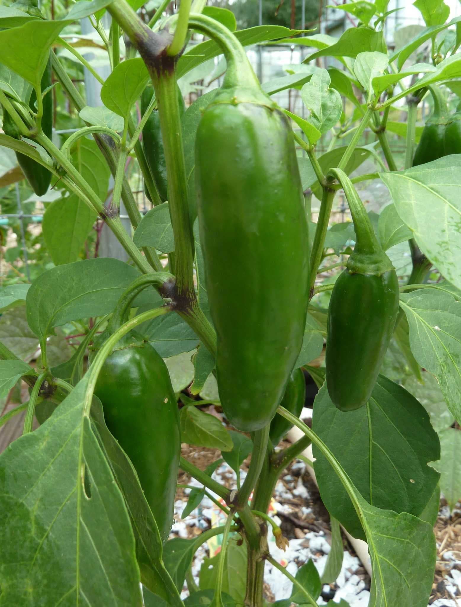 Sample of Jalepeno