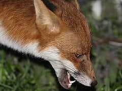 Sample of Red fox