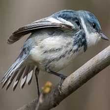Sample of Cerulean warbler