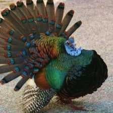 Sample of Ocellated turkey