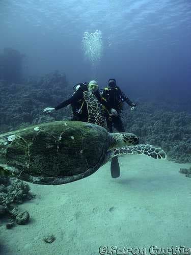 Sample of Scuba diver