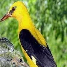 Sample of Eurasian golden oriole