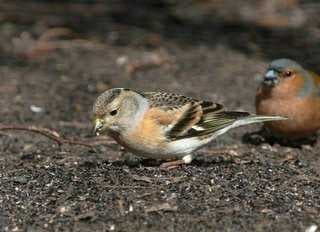 Sample of Brambling