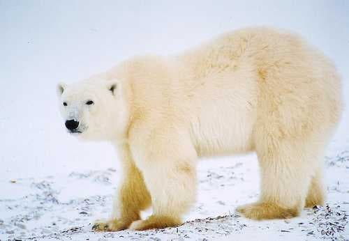 Sample of Ice bear