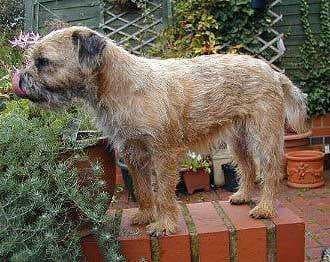 Sample of Border terrier