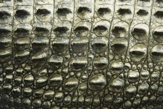 Sample of Scaly