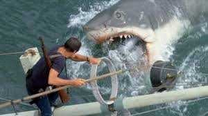 Shark image dataset preview