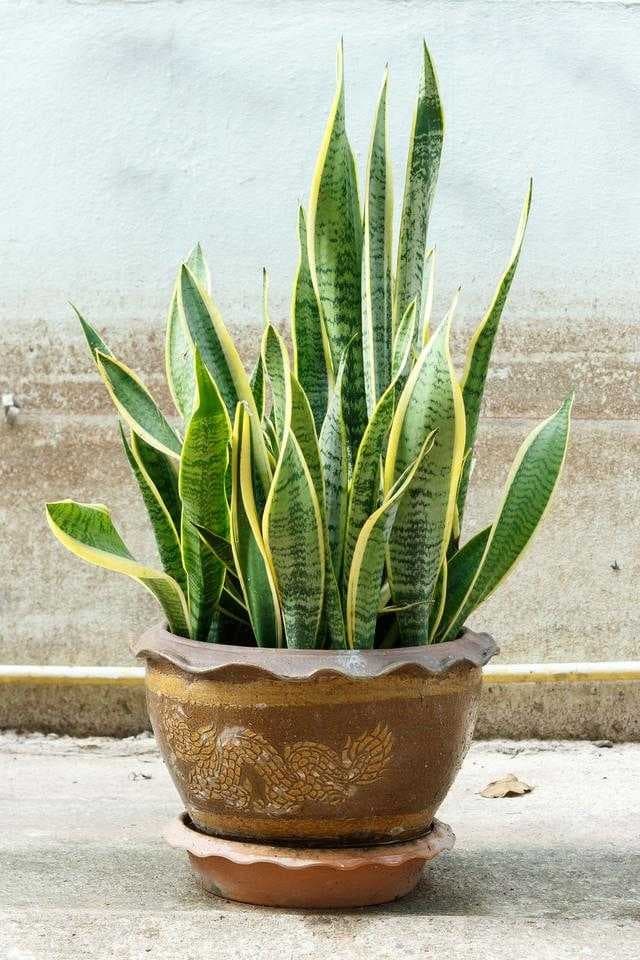 Sample of House plant