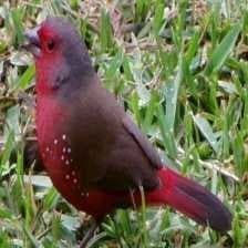 Sample of African firefinch