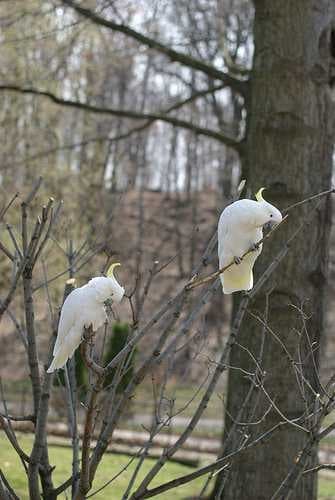 Sample of Sulphur crested cockatoo