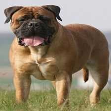 Sample of Bull mastiff