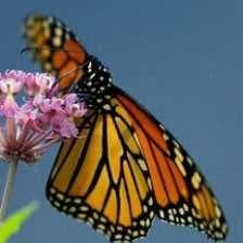 Monarch image dataset preview