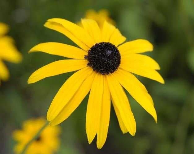 Sample of Black eyed susan