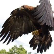 Sample of Golden eagle
