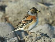 Sample 4 – Brambling