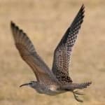 Sample 2 – Whimbrel