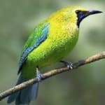 Sample 4 – Bornean leafbird