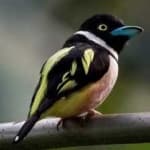 Sample 11 – Black yellow broadbill