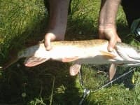 Sample 5 – Barracouta
