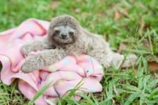 Sample 3 – Sloth