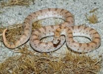 Sample 5 – Sidewinder