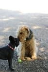 Sample 3 – Airedale