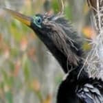 Sample 3 – Anhinga