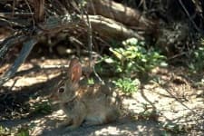 Sample 6 – Wood rabbit