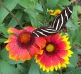 Sample 6 – Blanket flower