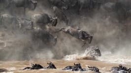 Sample 3 – Animal migration