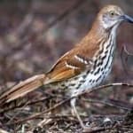 Sample 5 – Brown thrasher
