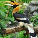 Sample of Hornbill