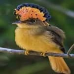 Sample of Royal flycatcher