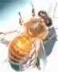 Sample 5 – Bee