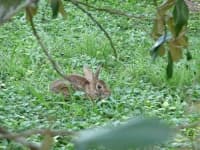 Sample 5 – Wood rabbit