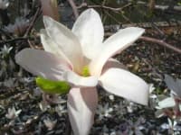 Sample 4 – Magnolia