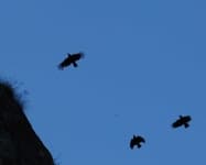 Sample 6 – Raven