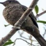 Sample 3 – Spangled cotinga