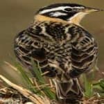 Sample 2 – Smiths longspur