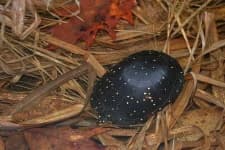Sample 4 – Mud turtle