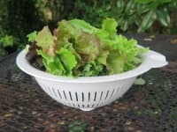 Sample 1 – Lettuce