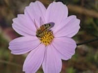 Sample 1 – Mexican aster
