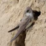 Sand martin image dataset preview