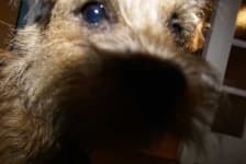 Sample 6 – Border terrier