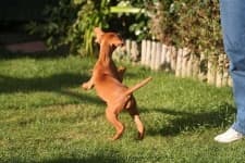 Sample 6 – Vizsla